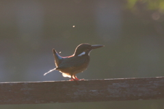 夕焼けカワ君