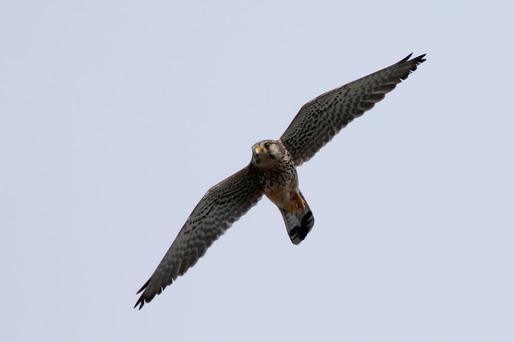 とおちゃん狩りに行く