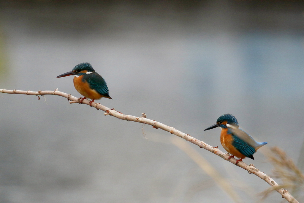 彼女できたかな
