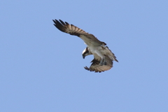 ミサゴ若ほば２