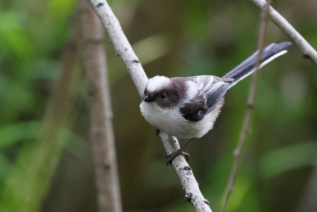 エナガちゃん２