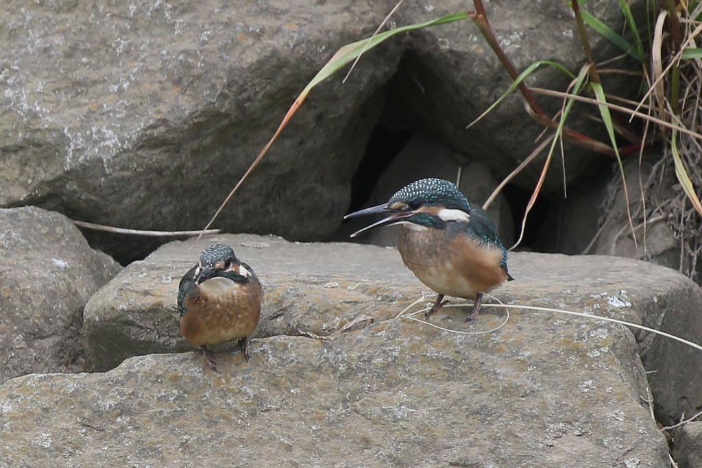 ねぇ あ・そ・ぼ