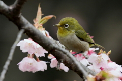 大寒桜メジロ