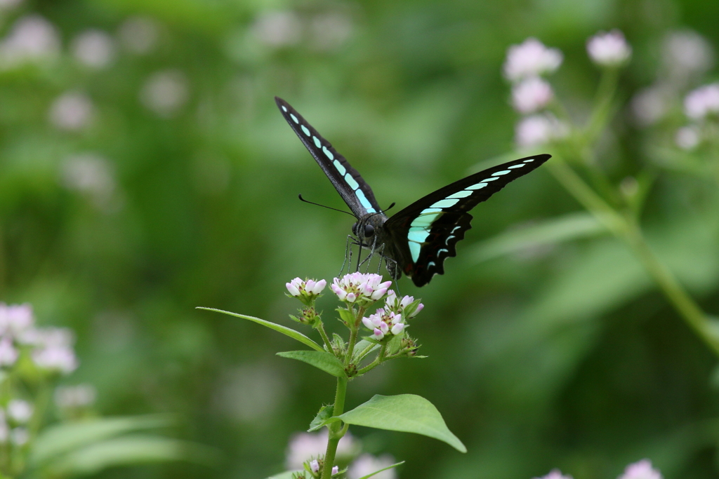 アオスジアゲハ