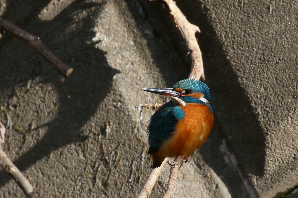 ぼくは男だ～　コンクリート好きだぞ