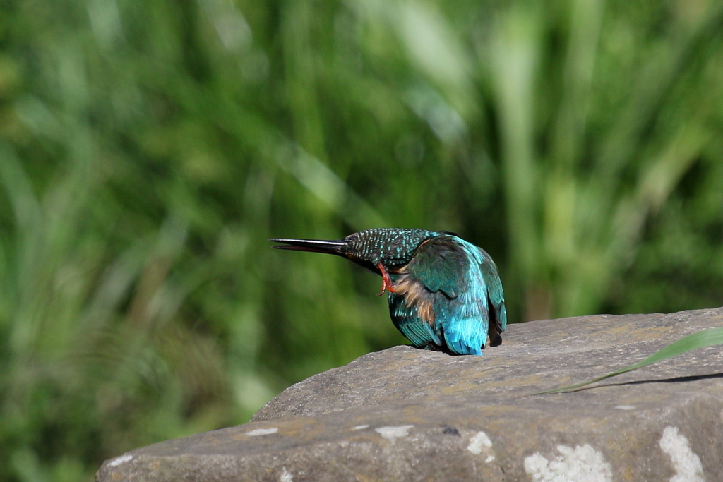 いつもの若セミ