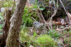 キクイタダキ２