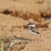 コチドリ幼鳥