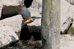 チビカワ１号　２