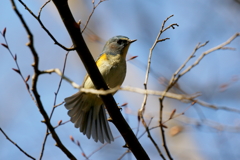 青空ルリビタキ君