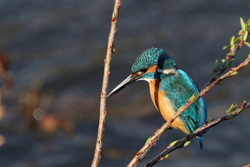 エメラルドグリーン２