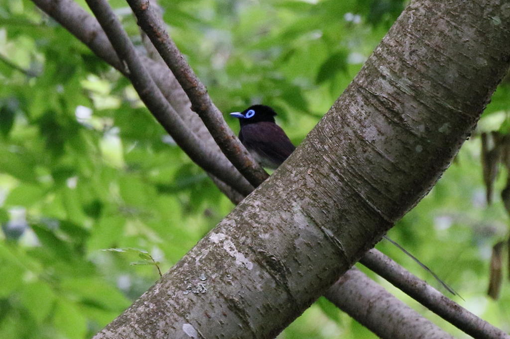 サンコウチョウさん１