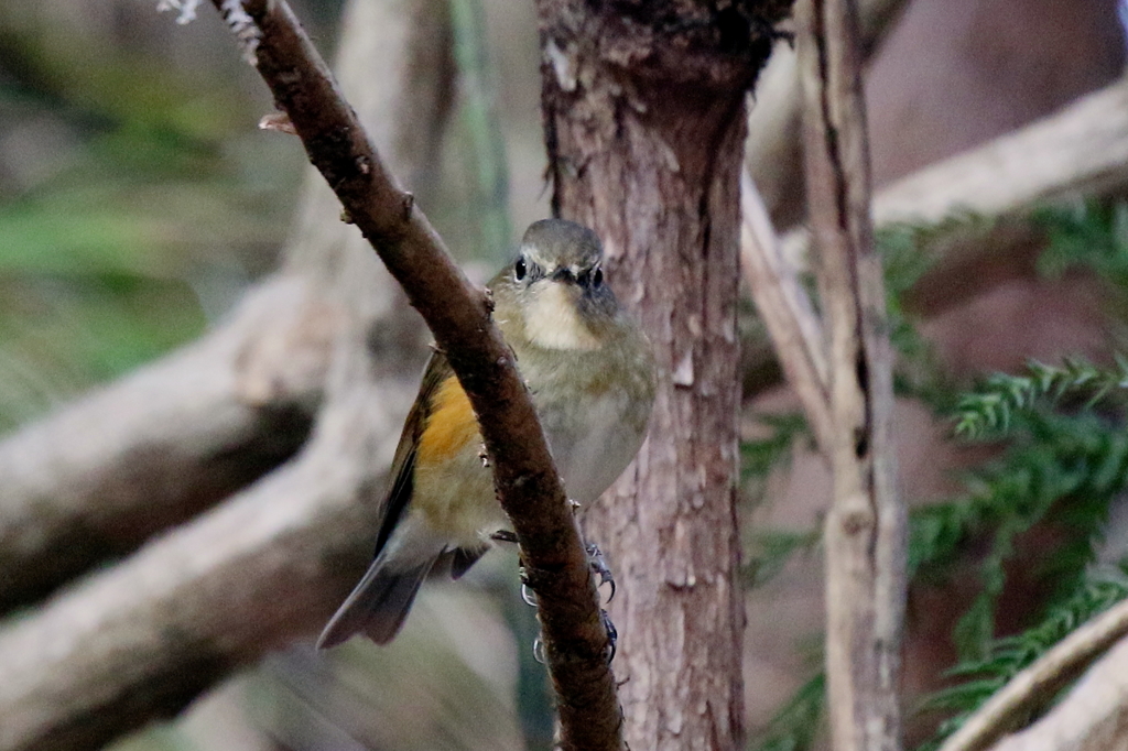 今日のルリ子ちゃん