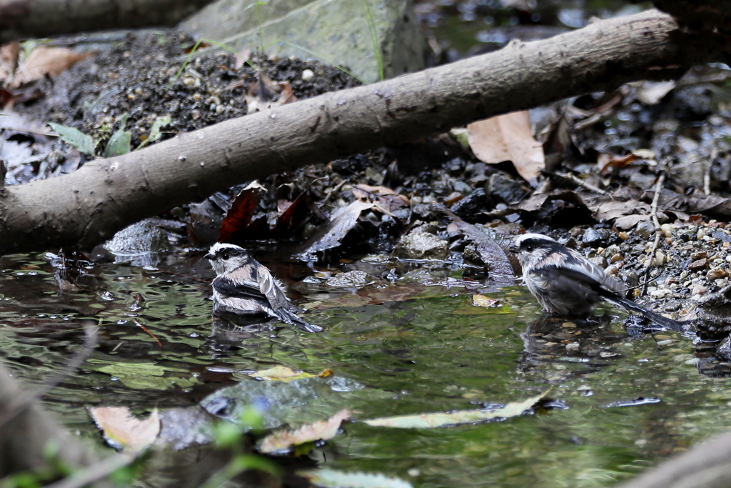 エナガちゃん２
