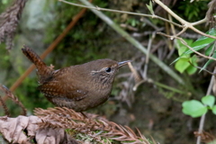 ご飯係２