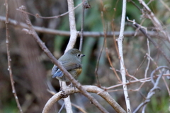 こっち向いて３