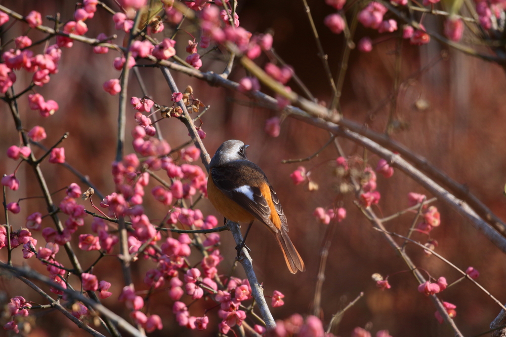 ジョウビタキくん２