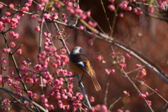 ジョウビタキくん２