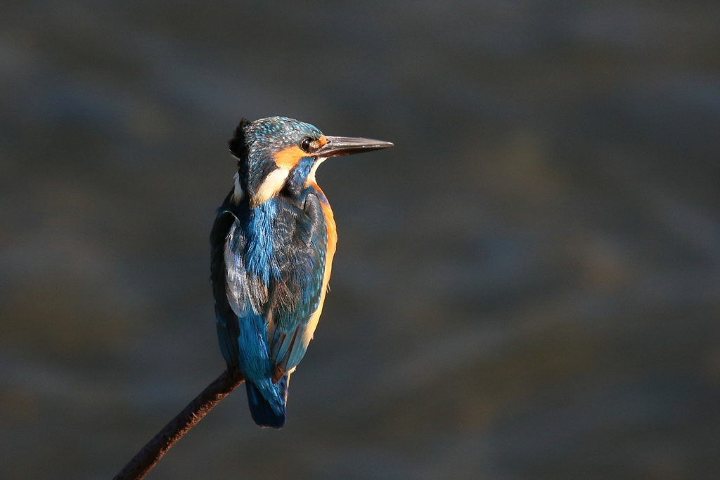 ちょっと横向き