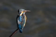 ちょっと横向き