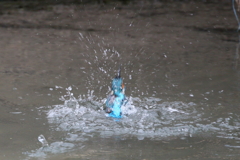 水浴び４