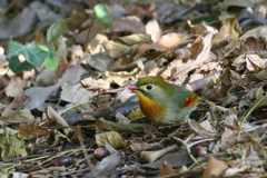 ソウシチョウ１