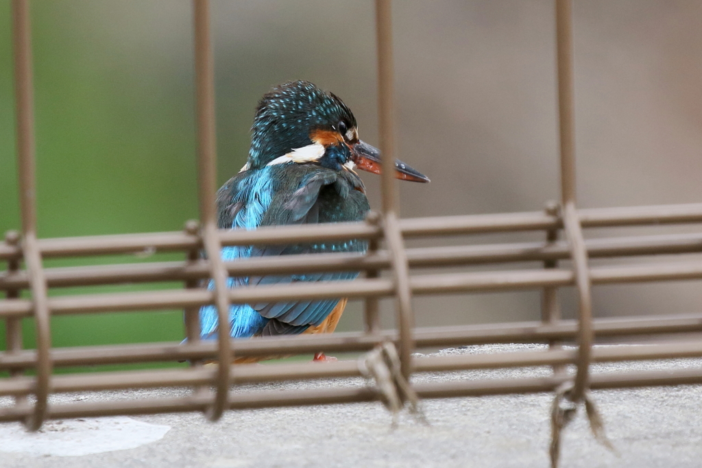 柵の向こう側 カワ子ちゃん