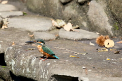 秋らしく　お姫様