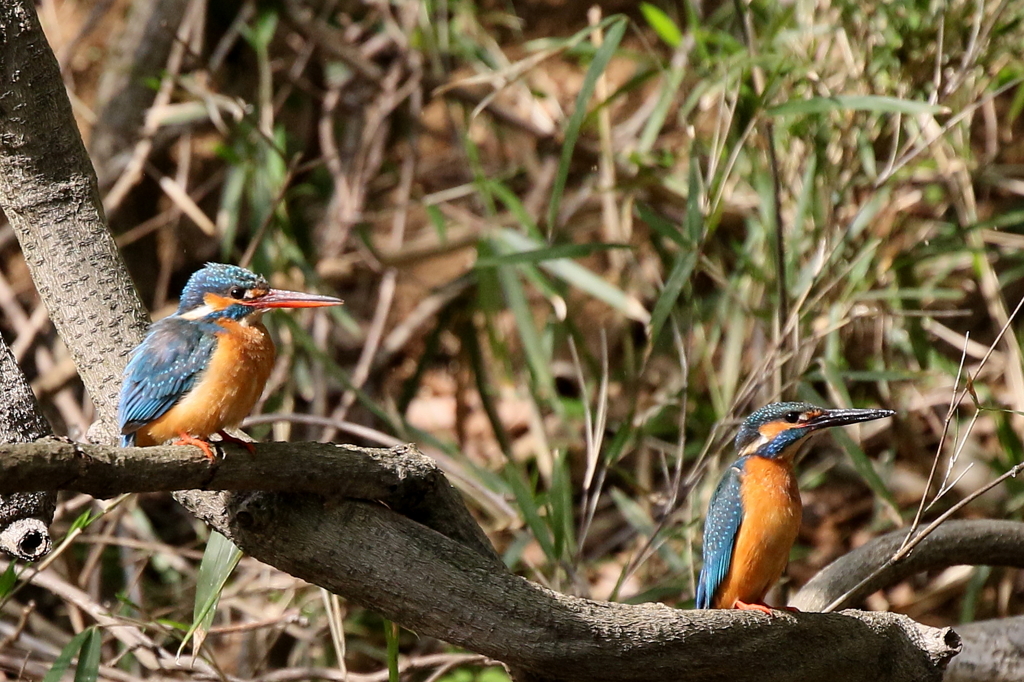 ゴチになりました