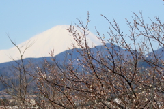 富士と梅