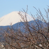 富士と梅