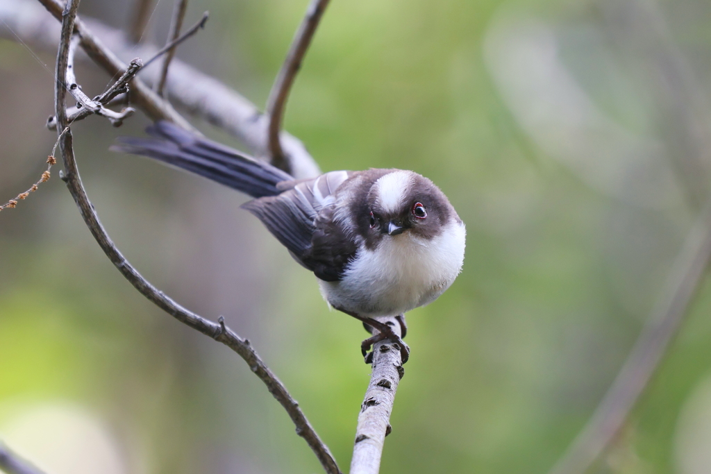 エナガちゃん３