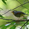 ソウシチョウ