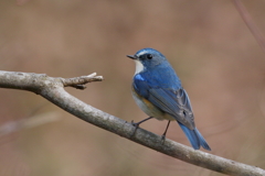 ルリビタキ君３