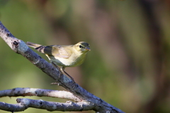 メボソムシクイさん２