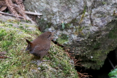 春が来た