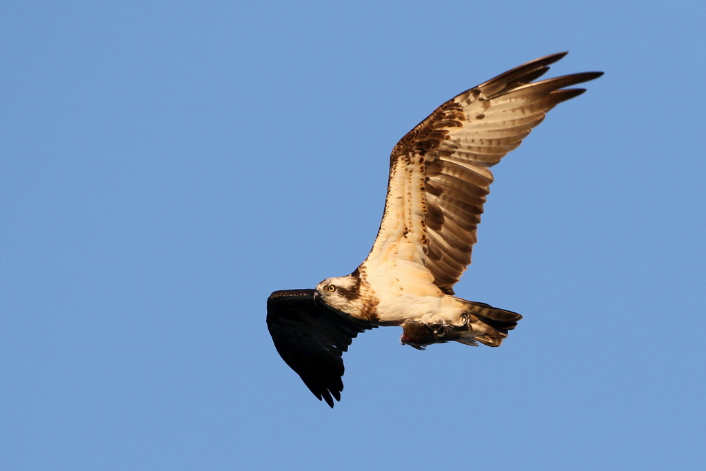 ミサゴかあさん２