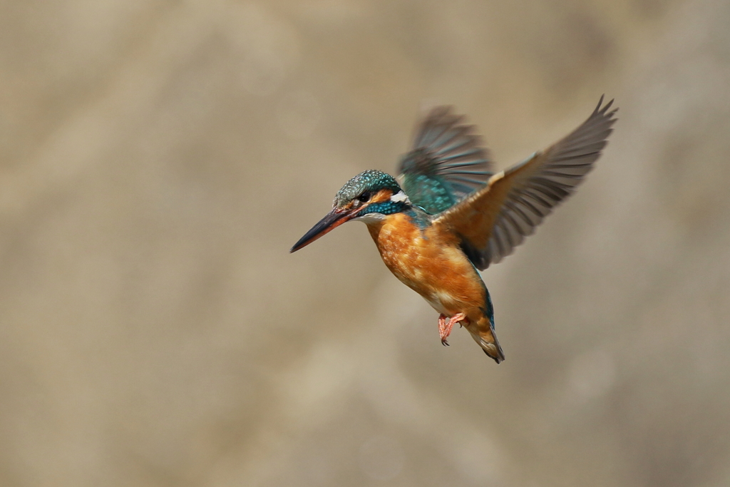 今日のカワ子ちゃん２