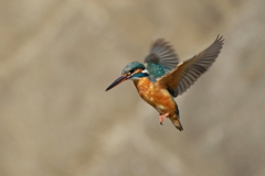 今日のカワ子ちゃん２