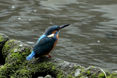 今日のカワセミ