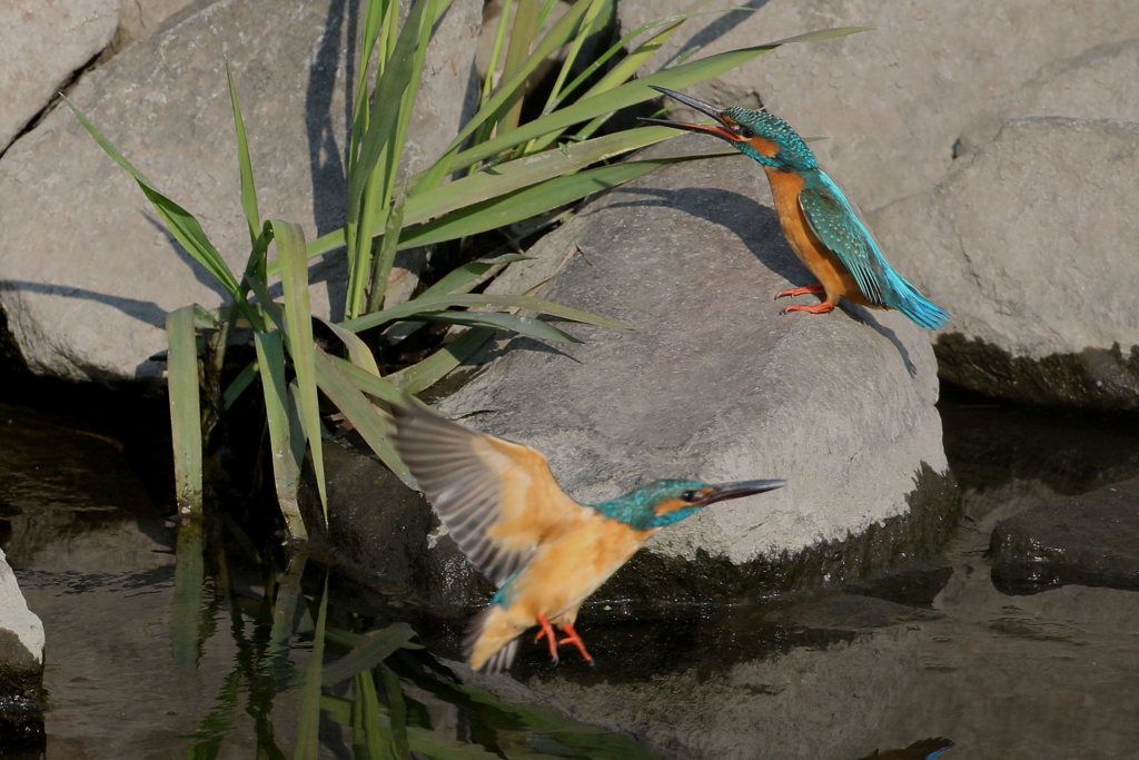 けんかはやめて２