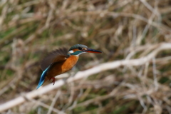 カワセミさん　Ｓ面ホバ３