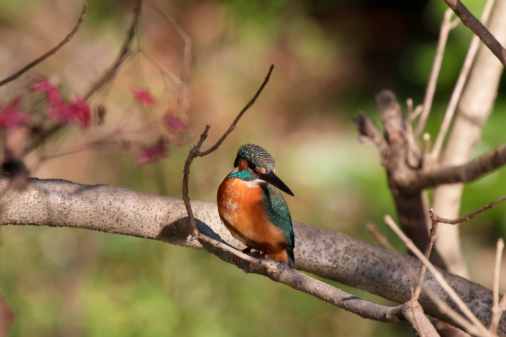 秋色カワセミさん