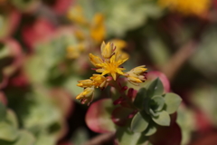 春の花２