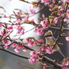 ねぐせ