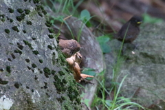 腹減った２
