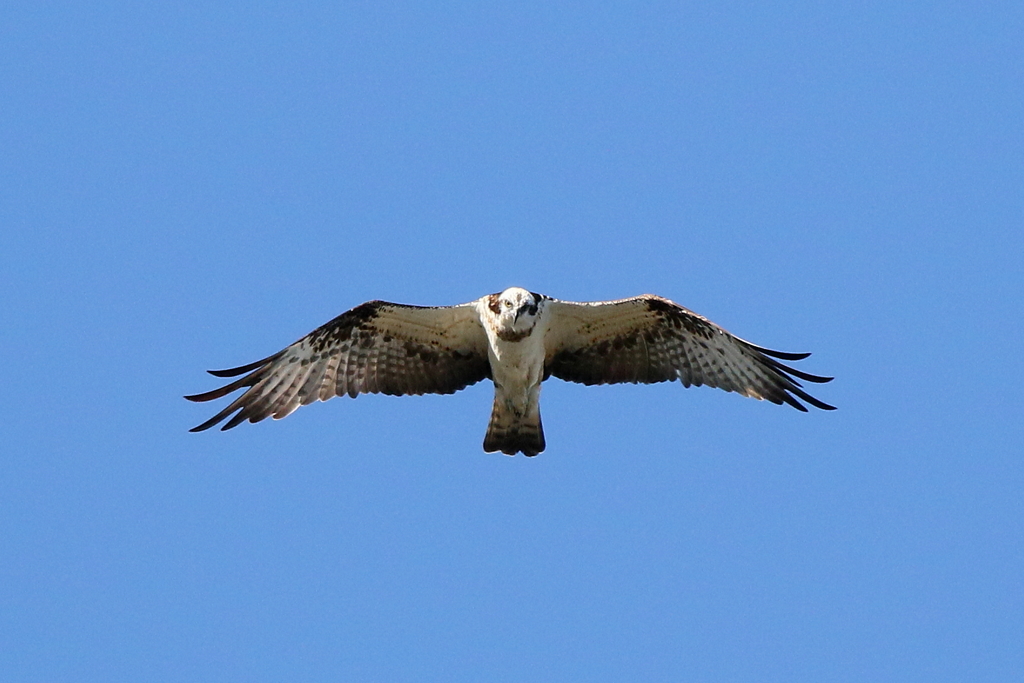 青空ミサちゃん４