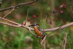 秋色カワちゃん