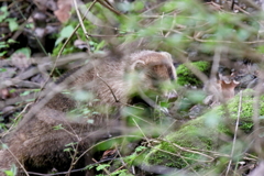 アナグマさん