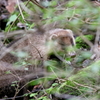 アナグマさん